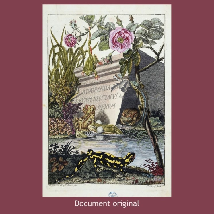Puzzle Histoire naturelle des grenouilles de nos contrées